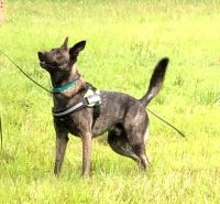 WI K9 SOS Image of files/Dog_Image/Guinness 10-2021 web update resized.jpg